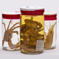 Plastic Embedded Specimens 2